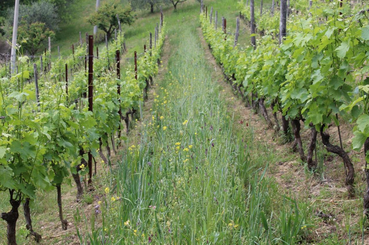 Agriturismo La Rovere Cossano Belbo Ngoại thất bức ảnh